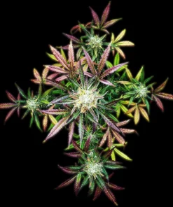 Fast Buds Ztrawberriez Auto