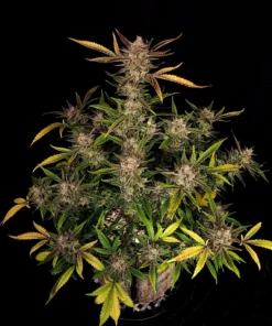 Fast Buds Ztrawberriez Auto
