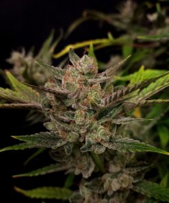 Fast Buds Ztrawberriez Auto