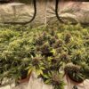 Fast buds Mix Pack Auto
