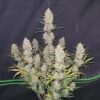 Fast Buds - Tropicana Cookies