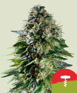 Tyson Corkscrew Auto