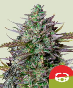 Tyson GOAT'lato Auto