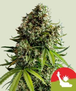 Tyson NYC Sour D Auto