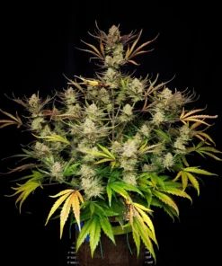 Fast Buds Apple Strudel Auto