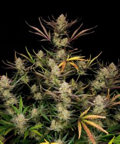 Fast Buds Apple Strudel Auto