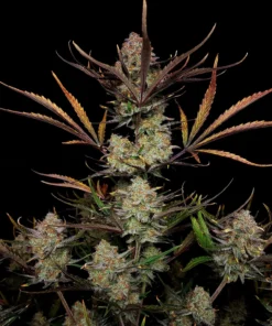 Fast Buds Apple Strudel Auto