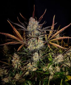 Fast Buds Apple Strudel Auto