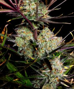 Fast Buds Apple Strudel Auto