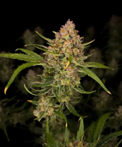 Fast Buds Guava Auto