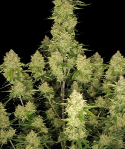 Fast Buds Guava Auto