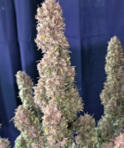 Fast Buds Guava Auto