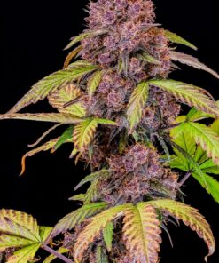 Fast Buds Lemon Cherry Cookies