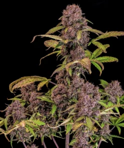 Fast Buds Lemon Cherry Cookies