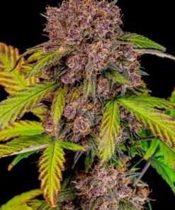 Fast Buds Lemon Cherry Cookies