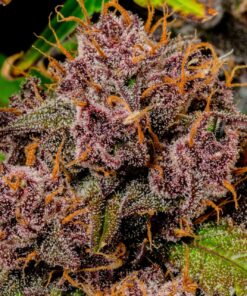 Fast Buds Lemon Cherry Cookies