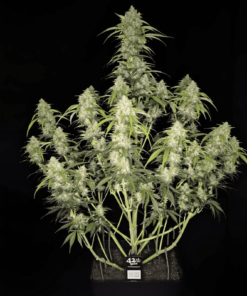 Fast Buds Papaya Cookies Auto