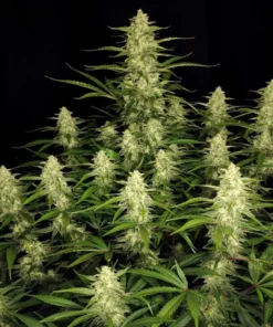 Fast Buds Papaya Cookies Auto