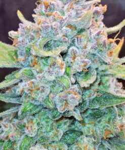 Fast Buds Papaya Cookies Auto