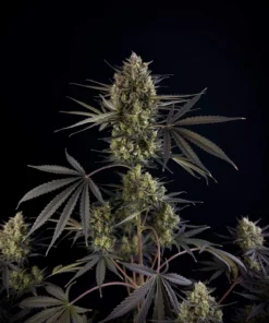 Fast Buds Pound Cake Auto