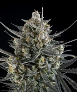 Fast Buds Pound Cake Auto