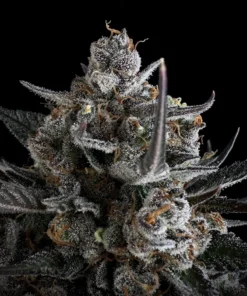 Fast Buds Pound Cake Auto