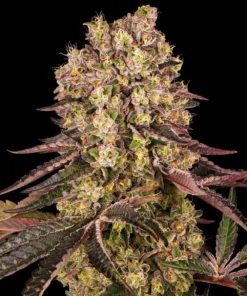 Barneys Farm Runtz Muffin