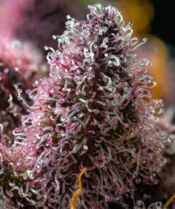 Barneys Farm Cherry Poppers