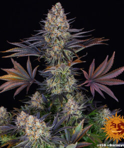 Barneys Farm LSD