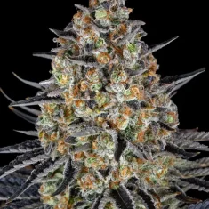 Barneys Farm LSD