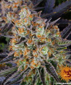 Barneys Farm LSD