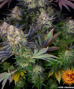 Barneys Farm LSD