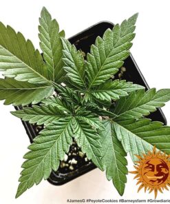 Barneys Farm Peyote Cookies | Canna24 Barneys Farm Peyote Cookies