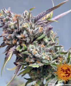 Barneys Farm Peyote Cookies | Canna24 Barneys Farm Peyote Cookies