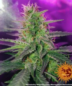 Barneys Farm Peyote Cookies | Canna24 Barneys Farm Peyote Cookies