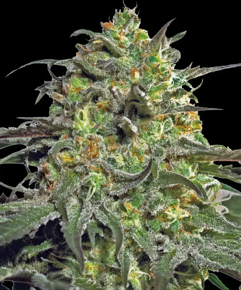 Barneys Farm Peyote Cookies