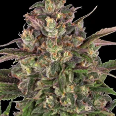 Barneys Farm Peyote Critical