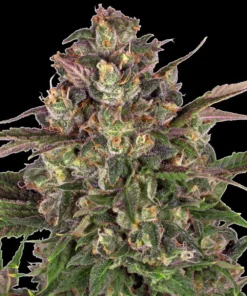 Barneys Farm Peyote Critical
