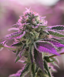 Barneys Farm RS11 x Banana OG