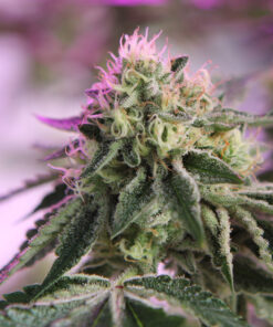 Barneys Farm RS11 x Banana OG