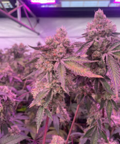 Barneys Farm RS11 x Banana OG