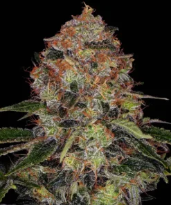 Barneys farm Shiskaberry