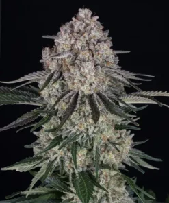 Barneys farm Sour Diesel Auto