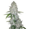 Fast Buds Gorilla Glue Auto