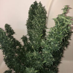 Fast Buds Gorilla Glue Auto