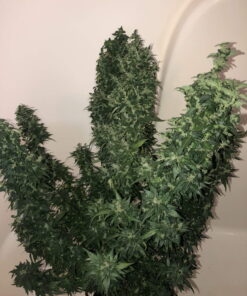 Fast Buds Gorilla Glue Auto