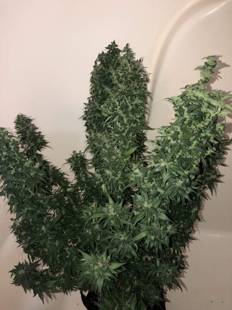 Fast Buds Gorilla Glue Auto