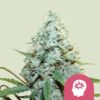 Royal Queen Seeds AMG - Amnesia Mac Ganja