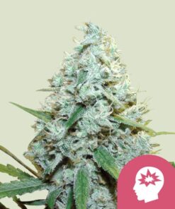 Royal Queen Seeds AMG - Amnesia Mac Ganja
