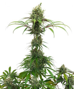 Royal Queen Seeds AMG - Amnesia Mac Ganja